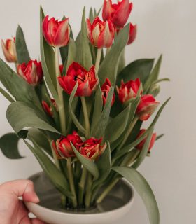 voorjaarsclub
